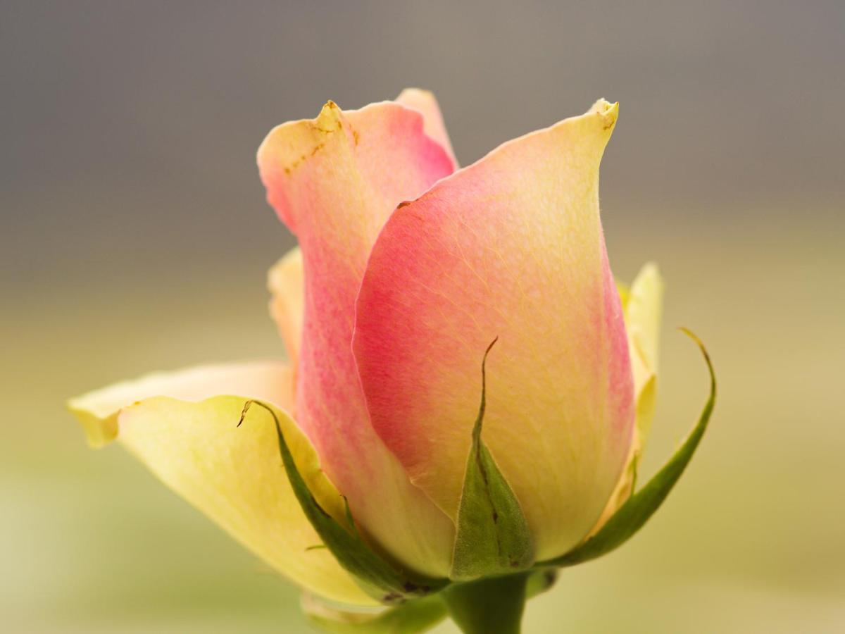 Herberge Zur Rose Brotterode Zewnętrze zdjęcie